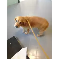 Foto dell\'animale cane - Matr. 2018/1769 - Microchip 380260000977224