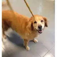 Foto dell\'animale cane - Matr. 2018/1770 - Microchip 380260000966175