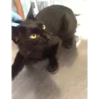 Foto dell\'animale gatto - Matr. 2018/1774 - Microchip 380260042932997