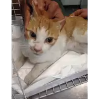 Foto dell\'animale gatto - Matr. 2018/1773 - Microchip 380260042933254