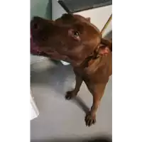 Foto dell\'animale cane - Matr. 2018/1775 - Microchip 380260100755878