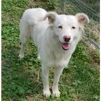 Foto dell\'animale cane - Matr. 2018/1782 - Microchip 380260043852675