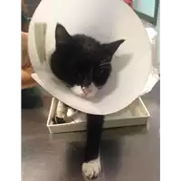 Foto dell\'animale gatto - Matr. 2018/1784 - Microchip 380260042815568