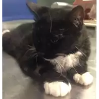 Foto dell\'animale gatto - Matr. 2018/1785 - Microchip 380260042816003