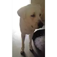 Foto dell\'animale cane - Matr. 2018/1788 - Microchip 380260100662380
