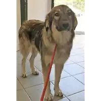 Foto dell\'animale cane - Matr. 2018/1791 - Microchip 380260042816239
