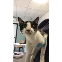 Foto dell\'animale gatto - Matr. 2018/1790 - Microchip 380260042815565