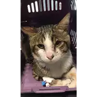 Foto dell\'animale gatto - Matr. 2018/1793 - Microchip 380260042816137