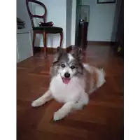Foto dell\'animale cane - Matr. 2011/1919 - Microchip 380260000026106