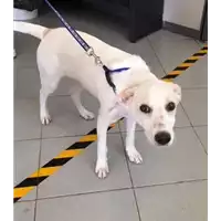 Foto dell\'animale cane - Matr. 2018/1801 - Microchip 380260043519920