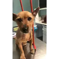 Foto dell\'animale cane - Matr. 2018/1802 - Microchip 380260043520024
