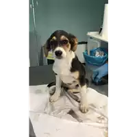 Foto dell\'animale cane - Matr. 2018/1800 - Microchip 380260043519860