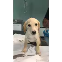 Foto dell\'animale cane - Matr. 2018/1799 - Microchip 380260043519625