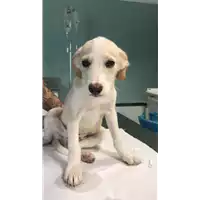Foto dell\'animale cane - Matr. 2018/1798 - Microchip 380260043520460