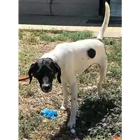 Foto dell\'animale cane - Matr. 2018/1500 - Microchip 380260002230828