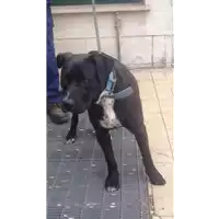 Foto dell\'animale cane - Matr. 2016/2234 - Microchip 380260042877040