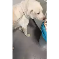 Foto dell\'animale cane - Matr. 2018/1812 - Microchip 380260043519932