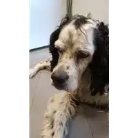 Foto dell\'animale cane - Matr. 2018/1811 - Microchip 380260100402922