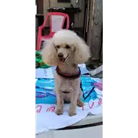 Foto dell\'animale cane - Matr. 2018/1813 - Microchip 961001200023822