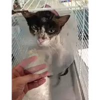 Foto dell\'animale gatto - Matr. 2018/1809 - Microchip 380260043519735