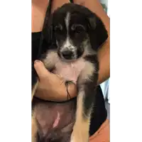 Foto dell\'animale cane - Matr. 2018/1815 - Microchip 380260043519782