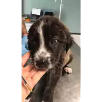 Foto dell\'animale cane - Matr. 2018/1816 - Microchip 380260043520011