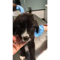 Foto dell\'animale cane - Matr. 2018/1817 - Microchip 380260043520134