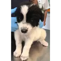 Foto dell\'animale cane - Matr. 2018/1818 - Microchip 380260043519918
