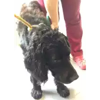 Foto dell\'animale cane - Matr. 2018/1820 - Microchip 380260042933382