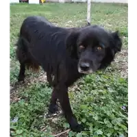 Foto dell\'animale cane - Matr. 2017/0603 - Microchip 380260042803063