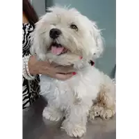 Foto dell\'animale cane - Matr. 2018/1821 - Microchip 380260000046300