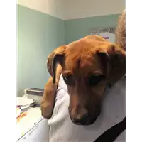 Foto dell\'animale cane - Matr. 2018/1823 - Microchip 380260042933408