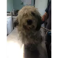 Foto dell\'animale cane - Matr. 2018/1827 - Microchip 380260002975940