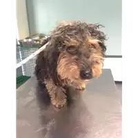 Foto dell\'animale cane - Matr. 2018/1828 - Microchip 380260002981856