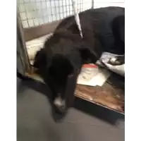 Foto dell\'animale cane - Matr. 2018/1824 - Microchip 380260042933261