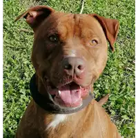 Foto dell\'animale cane - Matr. 2018/1549 - Microchip 380260043534503