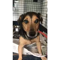 Foto dell\'animale cane - Matr. 2018/1837 - Microchip 380260042932749