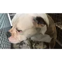 Foto dell\'animale cane - Matr. 2018/1838 - Microchip 380260010050947