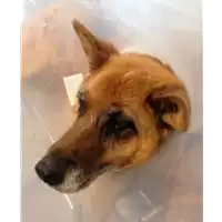 Foto dell\'animale cane - Matr. 2018/1846 - Microchip 380260000376050