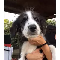Foto dell\'animale cane - Matr. 2018/1841 - Microchip 380260042933405