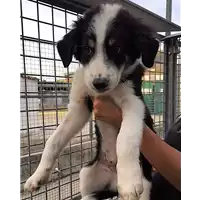 Foto dell\'animale cane - Matr. 2018/1842 - Microchip 380260042931903