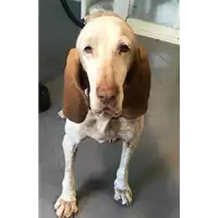 Foto dell\'animale cane - Matr. 2018/1849 - Microchip 380260041346491