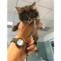 Foto dell\'animale gatto - Matr. 2018/1851 - Microchip 380260042786632