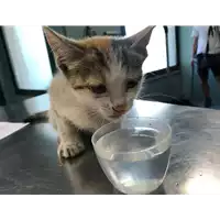 Foto dell\'animale gatto - Matr. 2018/1850 - Microchip 380260042786732