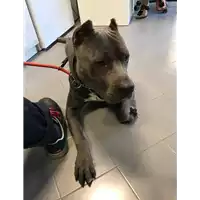 Foto dell\'animale cane - Matr. 2018/1853 - Microchip 642099000214950