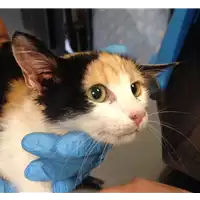 Foto dell\'animale gatto - Matr. 2018/1857 - Microchip 380260042786907