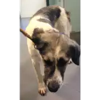 Foto dell\'animale cane - Matr. 2018/1854 - Microchip 380260042786696