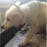Foto dell\'animale cane - Matr. 2018/1855 - Microchip 380260042787909