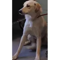 Foto dell\'animale cane - Matr. 2018/1856 - Microchip 380260042786663