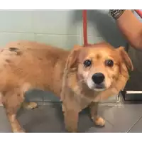 Foto dell\'animale cane - Matr. 2018/1858 - Microchip 380260042787513